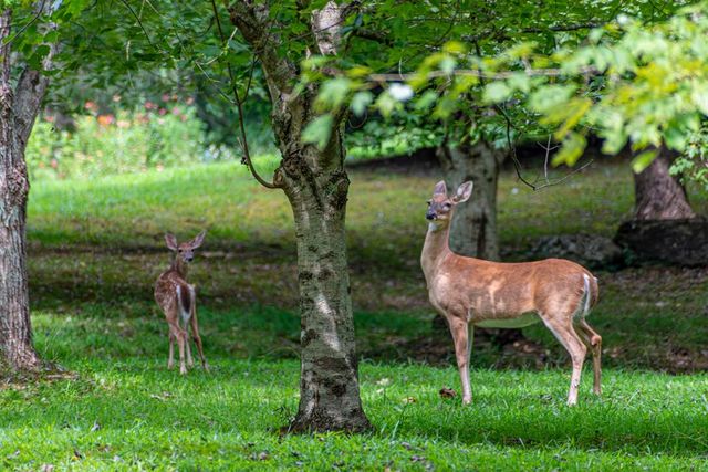 4.7AC Mountain Creek Hollow Drive, Talking Rock, GA 30175