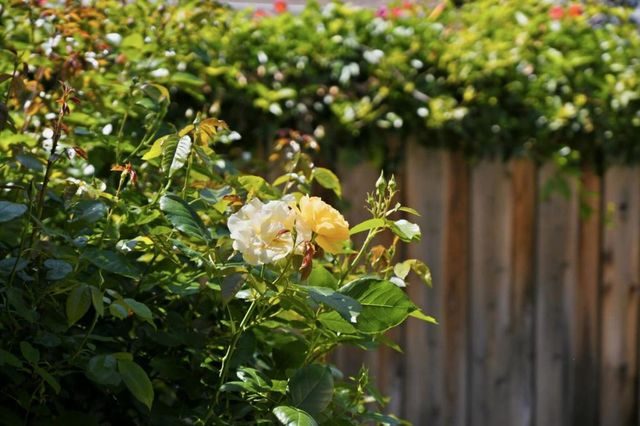 207 E Rincon Avenue, Campbell, CA 95008