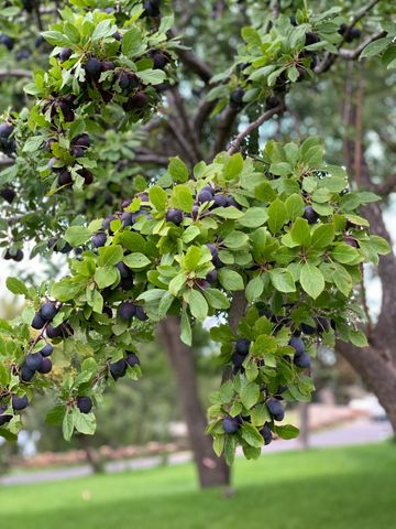 61900 Anker Lane, Bend, OR 97702