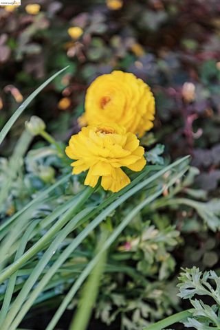 1622 Scenic Ave, Berkeley, CA 94709