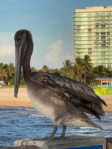 133 N Pompano Beach Boulevard 209, Pompano Beach, FL 33062