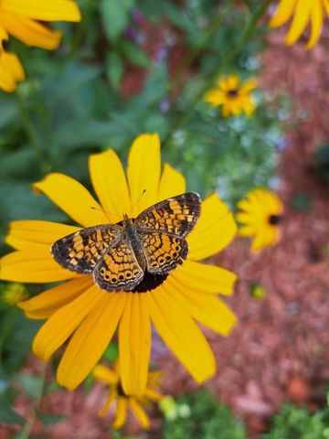 15 Edgewood Drive, Hopkinton, NH 03229