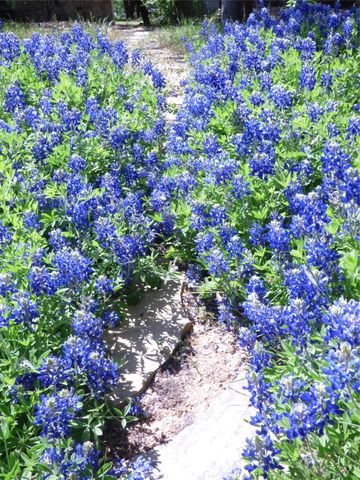 2016 N Lakeview Drive, Palo Pinto, TX 76484