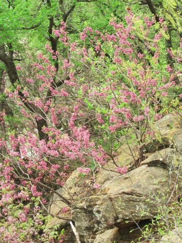 2016 N Lakeview Drive, Palo Pinto, TX 76484