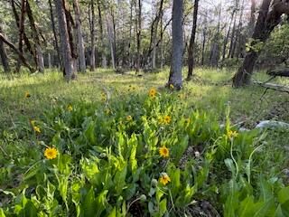 36435 Ditch Creek Road 204, Rogue River, OR 97537