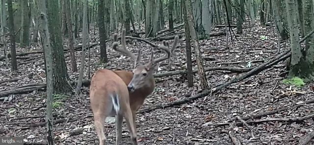 3035 STILLHOUSE HOLLOW ROAD, Shippensburg, PA 17257