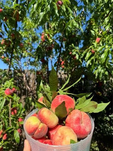 1200 Thicket Drive, Mansfield, TX 76063