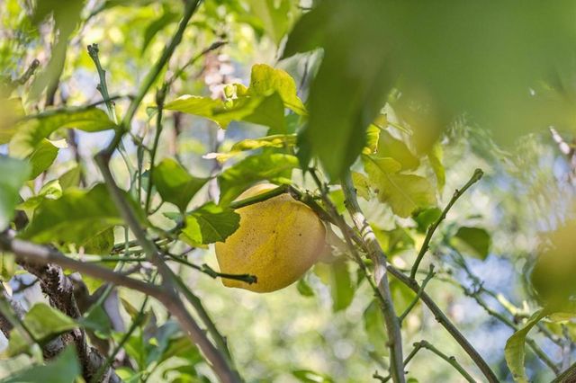 830 Monte Rosa Drive, Menlo Park, CA 94025