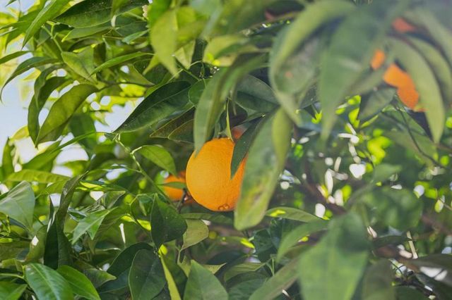 830 Monte Rosa Drive, Menlo Park, CA 94025