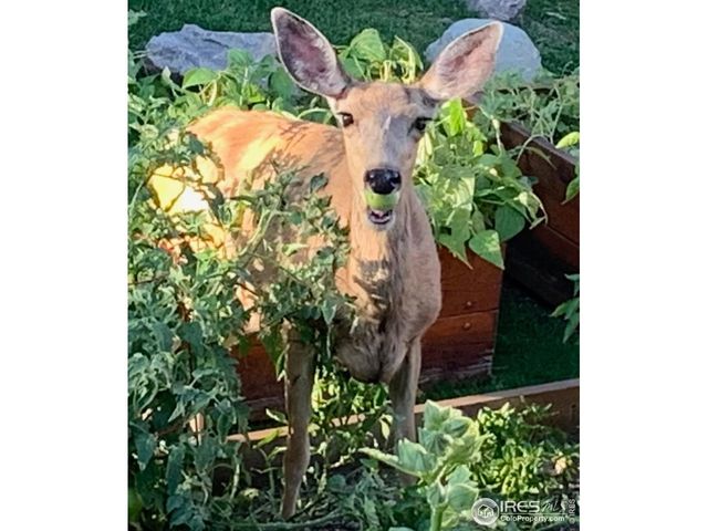 629 Deer Meadow Dr, Loveland, CO 80537