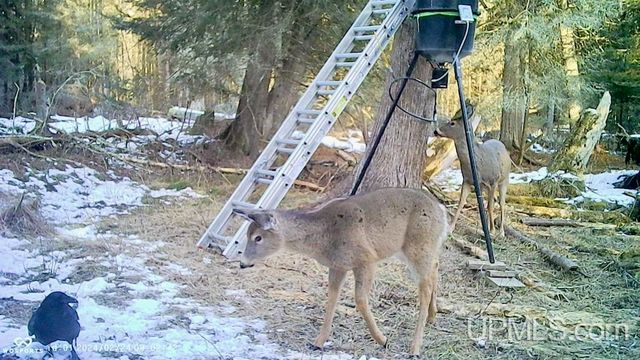 4935 Co. 511 Y.5 Road, Rapid River, MI 49878