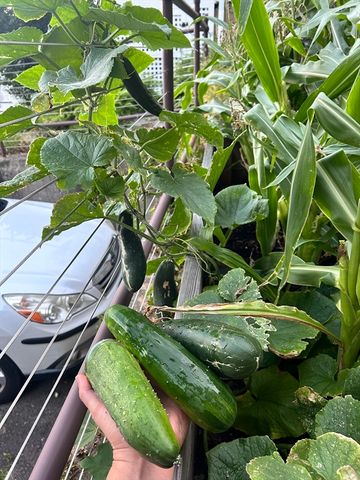 46 Lombard Terrace 46, Arlington, MA 02476