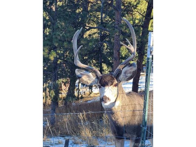 262 Dick Mountain Dr, Bailey, CO 80421