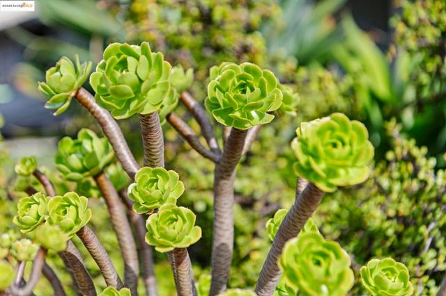 8170 Surrey Ln, Oakland, CA 94605