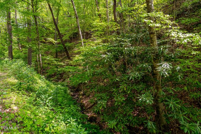 177 Fork Mountain Road, Roan Mountain, TN 37687