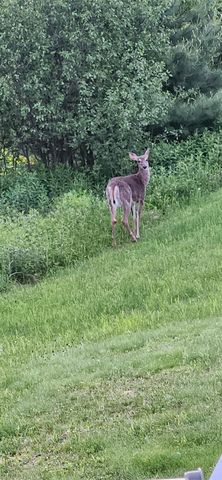 10 Eagle Nest Drive, Franklin, NH 03235