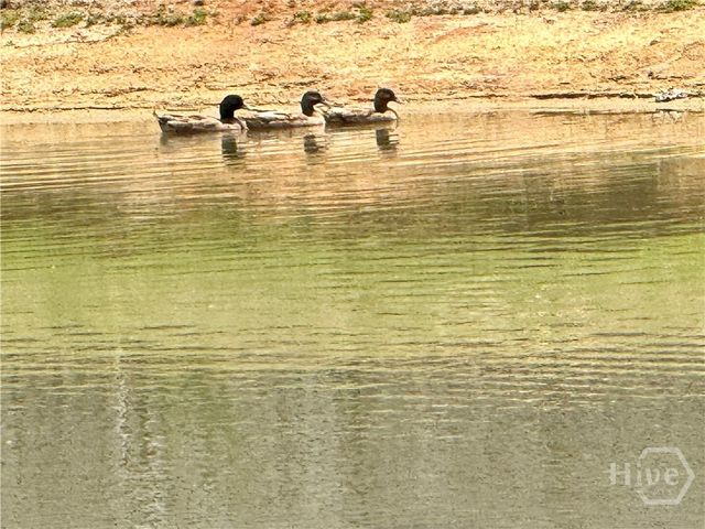 16 Millwood Lake Drive, Savannah, GA 31407