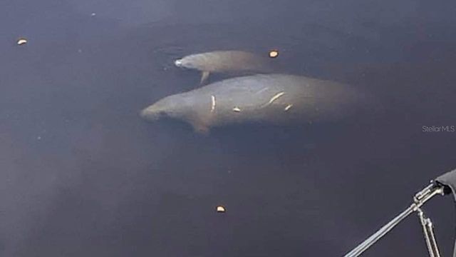 900 E MARION AVENUE 1201, Punta Gorda, FL 33950