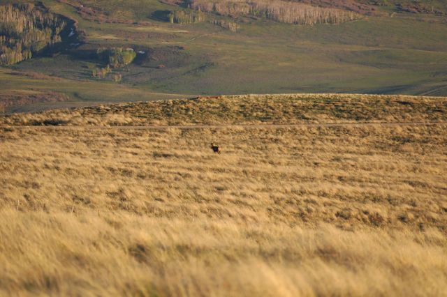 TBD Hull Ridge Road, Montrose, CO 81403