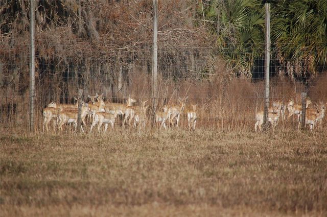 13668 NE 226TH AVENUE ROAD, Salt Springs, FL 32134