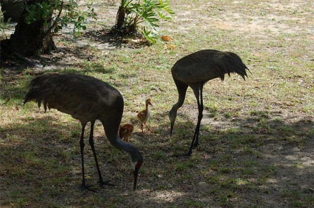 13668 NE 226TH AVENUE ROAD, Salt Springs, FL 32134