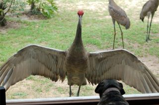 13668 NE 226TH AVENUE ROAD, Salt Springs, FL 32134