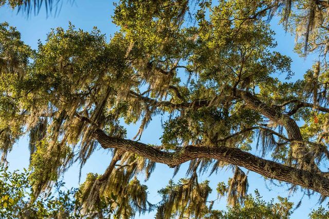 3022 Eventide Drive, Johns Island, SC 29455