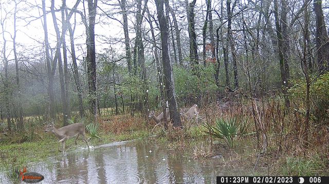 1204 Mangum Road, Livingston, TX 77351