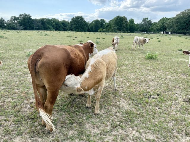 1211 VZ County Rd 4418 Road, Canton, TX 75103