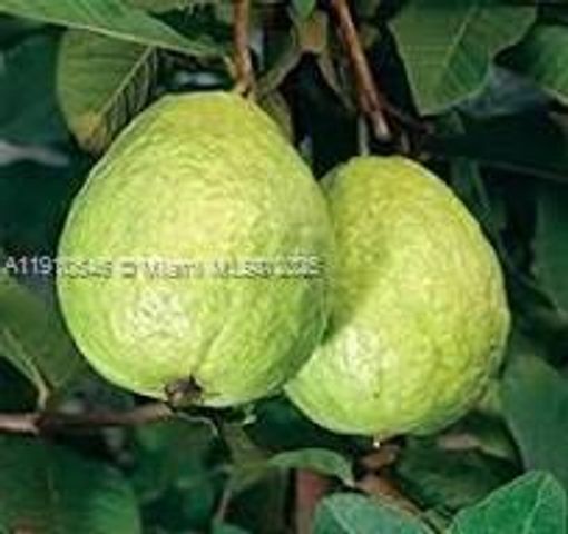 15000 SW 256 ST., Homestead, FL 33032