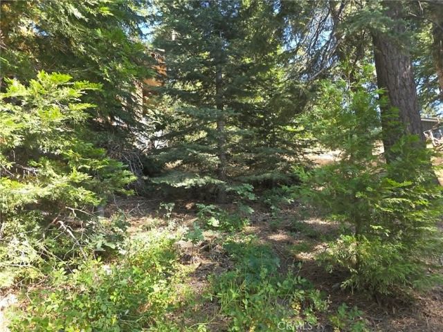 30778 Live Oak, Running Springs, CA 92382