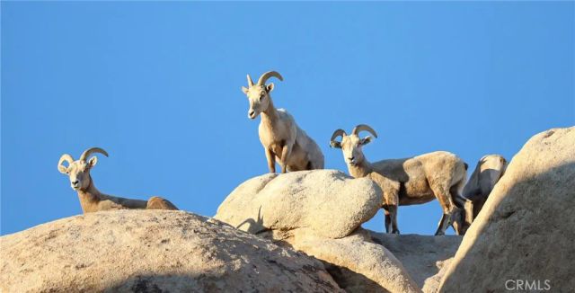 66075 Foothill, Joshua Tree, CA 92252