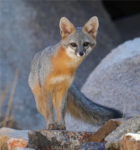 66075 Foothill, Joshua Tree, CA 92252