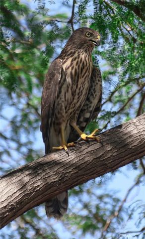 66075 Foothill, Joshua Tree, CA 92252