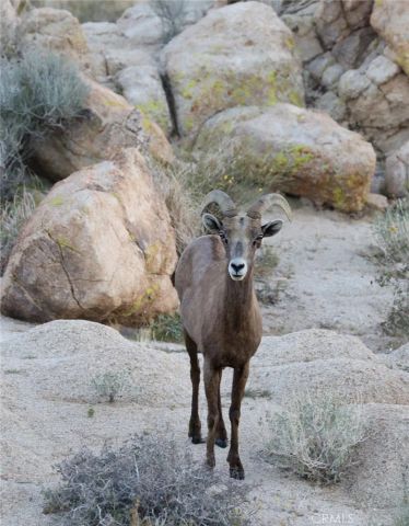 66075 Foothill, Joshua Tree, CA 92252