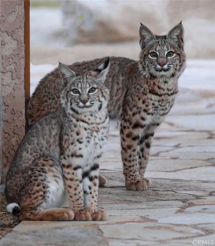 66075 Foothill, Joshua Tree, CA 92252