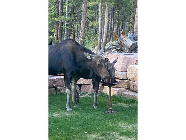 1447 Coyote Cir, Black Hawk, CO 80422