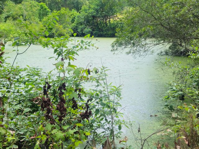 126 Rattlensnake Trail, Walterboro, SC 29488