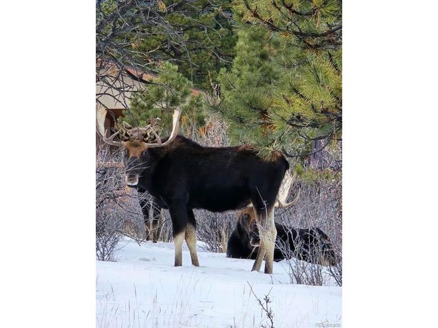 30642 Buck Brush, Buena Vista, CO 81211