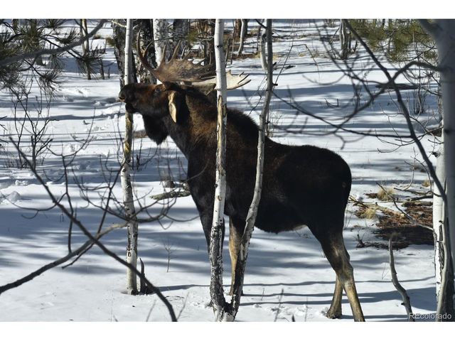 30642 Buck Brush, Buena Vista, CO 81211