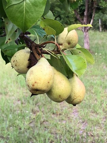 7011 SW 170 STREET, Archer, FL 32618