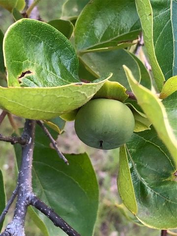 7011 SW 170 STREET, Archer, FL 32618