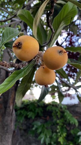 113 Washburn Avenue, Santa Cruz, CA 95060