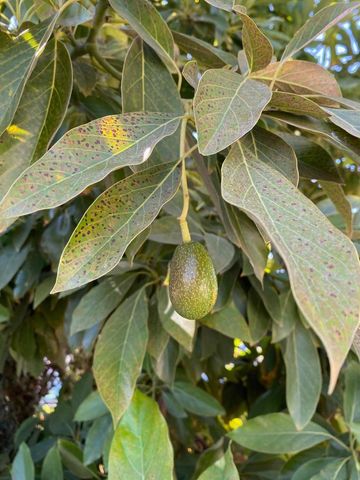 113 Washburn Avenue, Santa Cruz, CA 95060