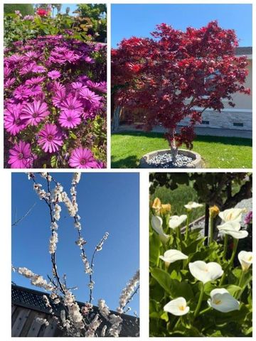 2644 Maplewood Lane, Santa Clara, CA 95051