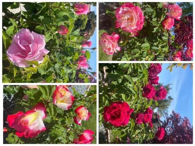 2644 Maplewood Lane, Santa Clara, CA 95051