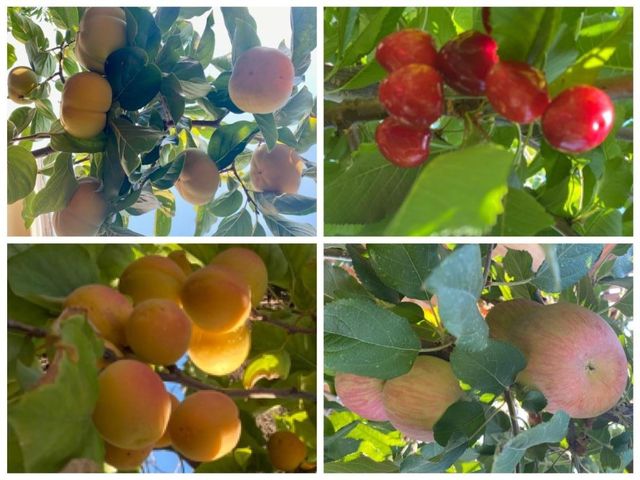 2644 Maplewood Lane, Santa Clara, CA 95051