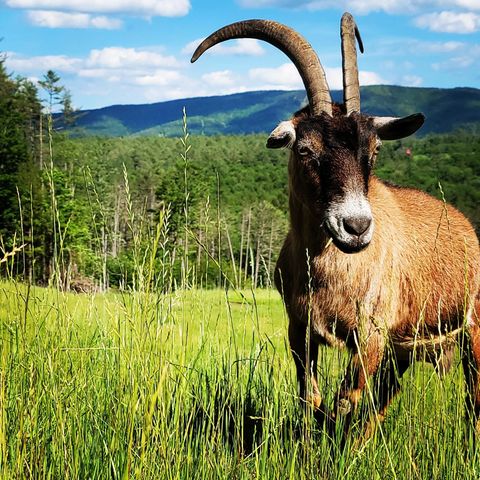 4669 Vermont Rte 100, Londonderry, VT 05148