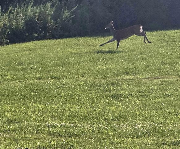 0 Lunns Store Rd, Chapel Hill, TN 37034