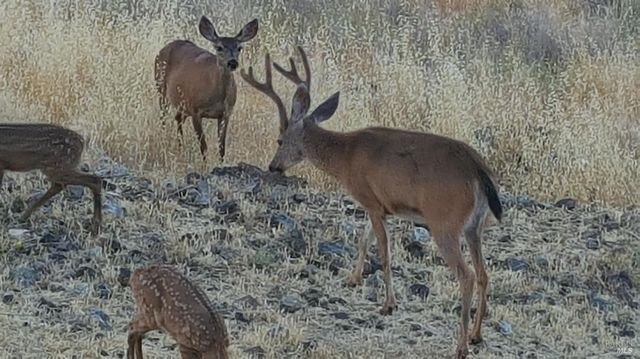 425 Lake Vista Dr, Lakeport, CA 95453